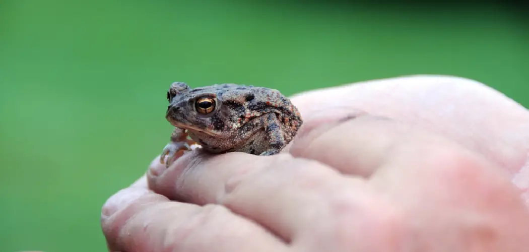 Houston Toad Spiritual Meaning