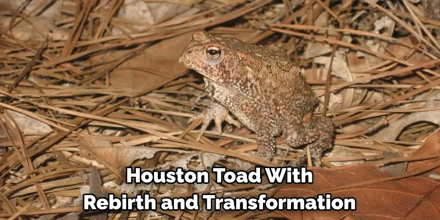 Houston Toad With 
Rebirth and Transformation