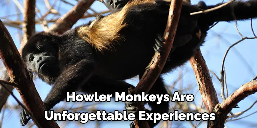 Howler Monkeys Are 
Unforgettable Experiences
