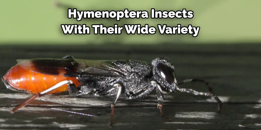 Hymenoptera Insects
With Their Wide Variety