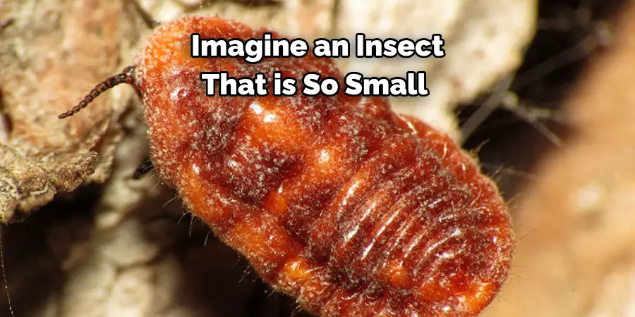 Imagine an Insect 
That is So Small 