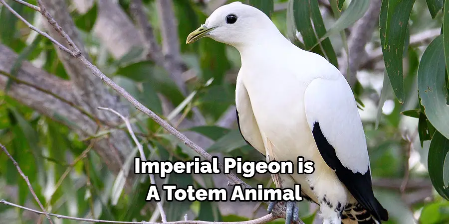 Imperial Pigeon is
A Totem Animal
