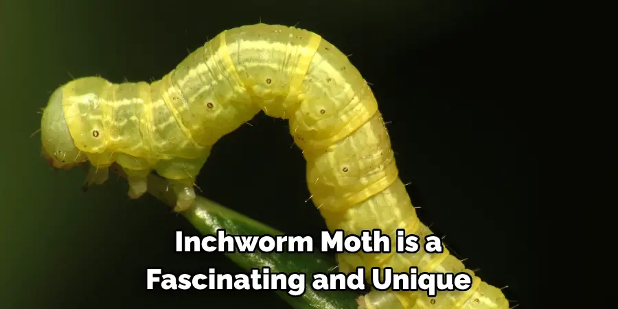 Inchworm Moth is a
Fascinating and Unique