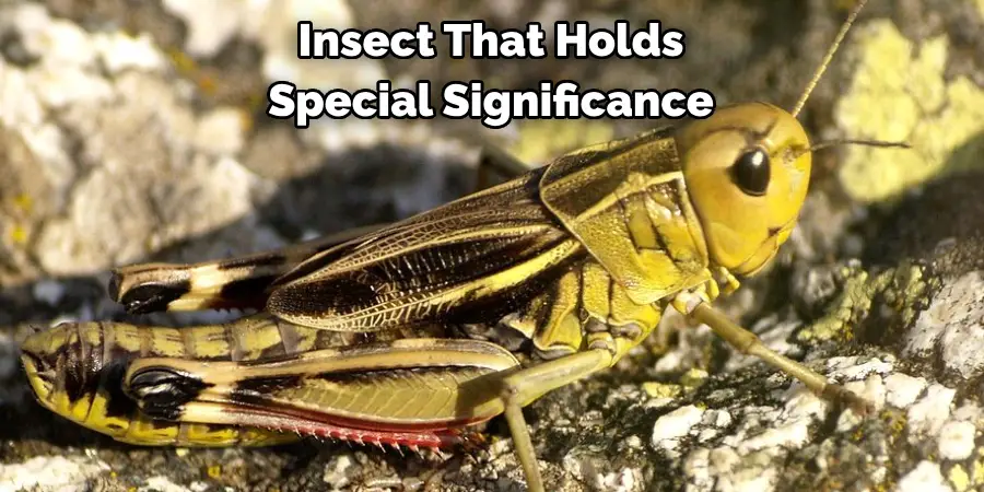 Insect That Holds 
Special Significance