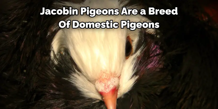Jacobin Pigeons Are a Breed Of Domestic Pigeons