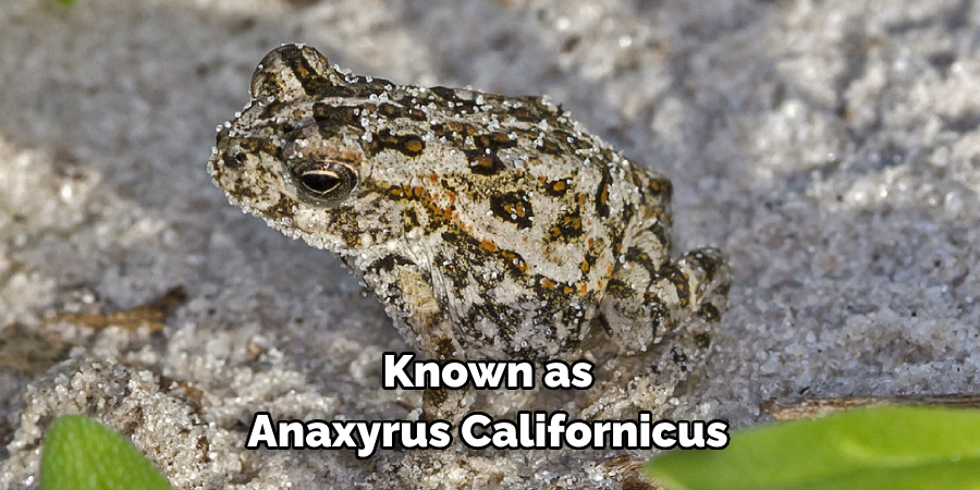 Known as Anaxyrus Californicus
