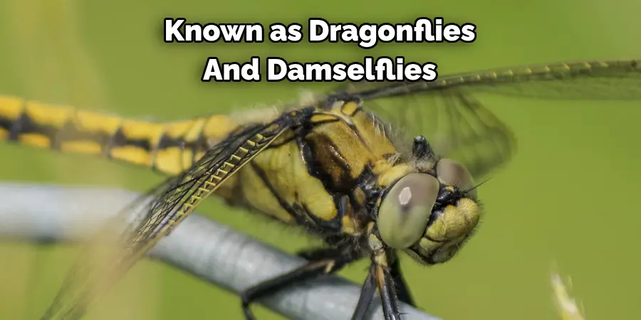 Known as Dragonflies 
And Damselflies