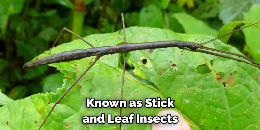 Known as Stick and Leaf Insects