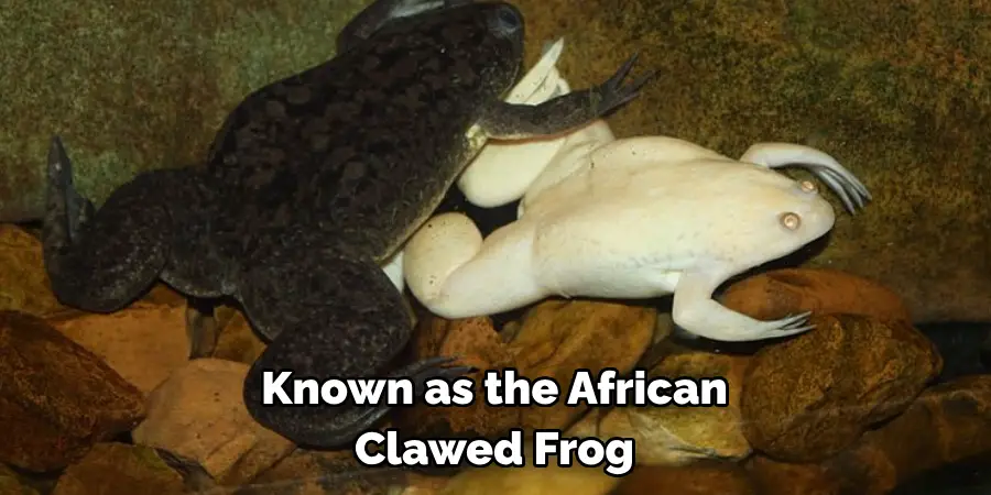 Known as the African 
Clawed Frog