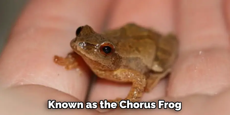 Known as the Chorus Frog