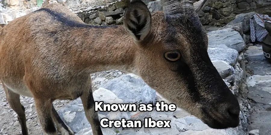 Known as the 
Cretan Ibex