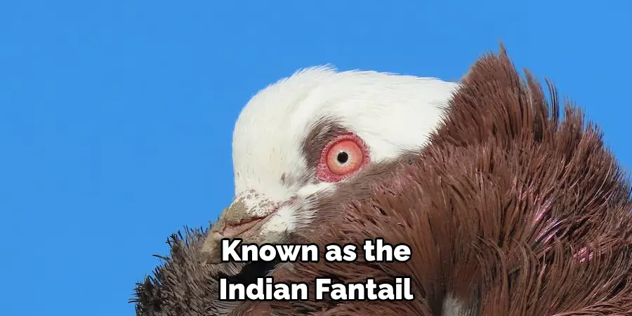 Known as the Indian Fantail