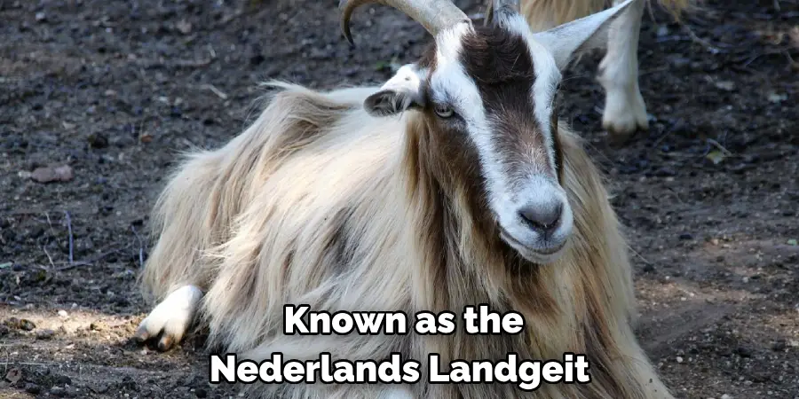  Known as the 
Nederlands Landgeit
