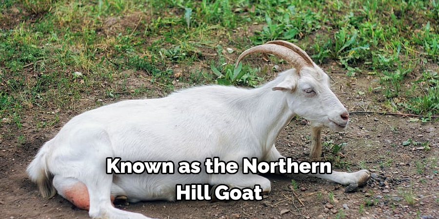 Known as the Northern 
Hill Goat
