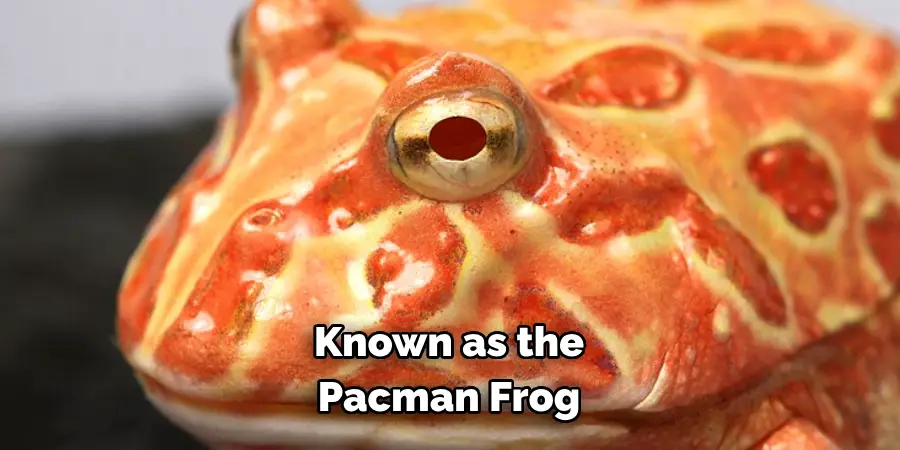 Known as the Pacman Frog
