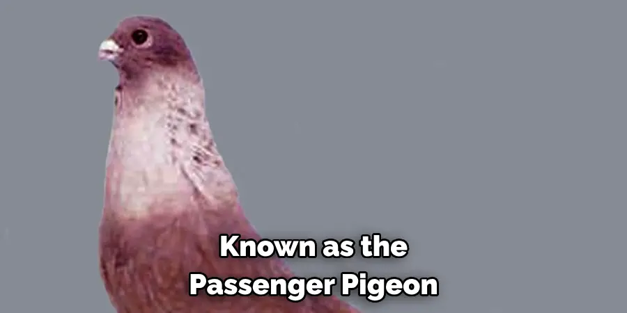 Known as the 
Passenger Pigeon