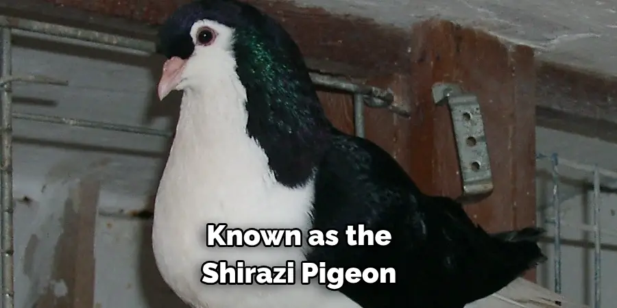 Known as the 
Shirazi Pigeon