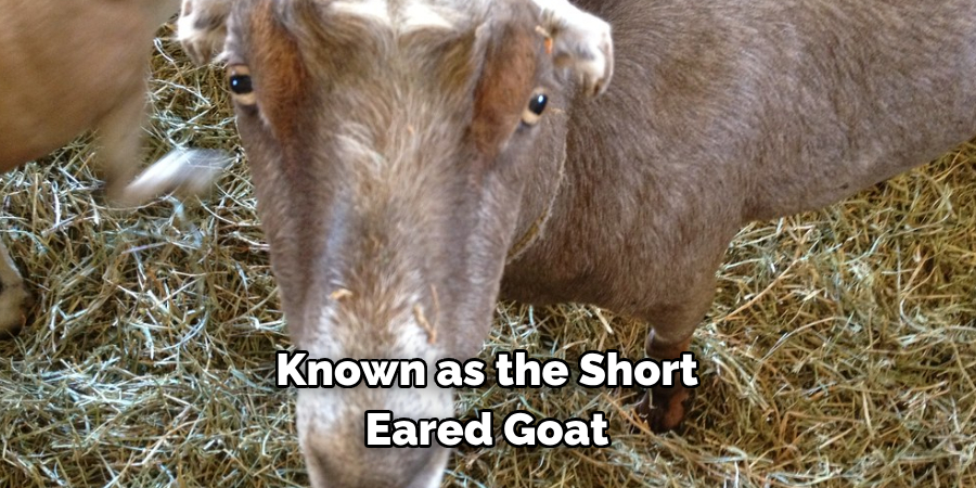 Known as the Short
Eared Goat