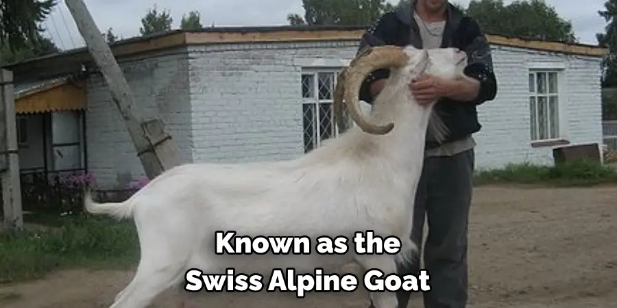 Known as the 
Swiss Alpine Goat