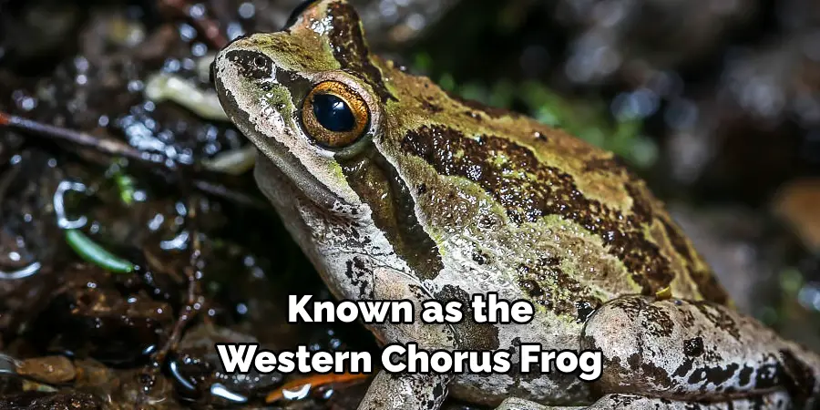 Known as the 
Western Chorus Frog