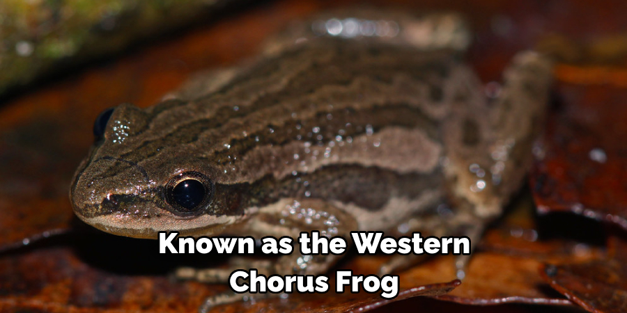 Known as the Western 
Chorus Frog