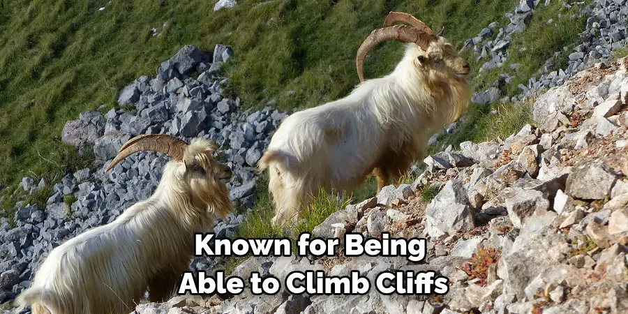 Known for Being 
Able to Climb Cliffs