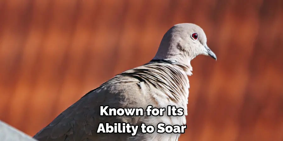 Known for Its Ability to Soar