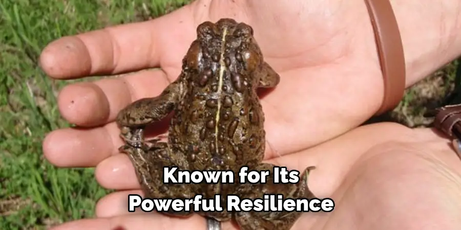 Known for Its 
Powerful Resilience