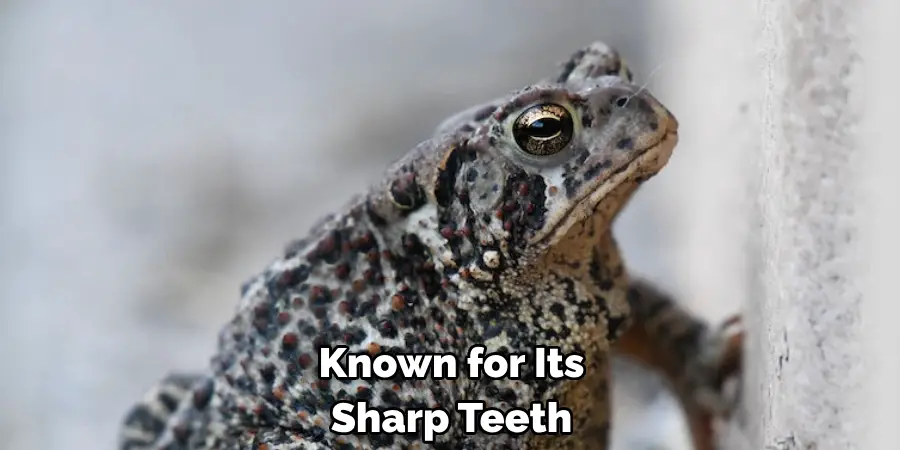 Known for Its Sharp Teeth