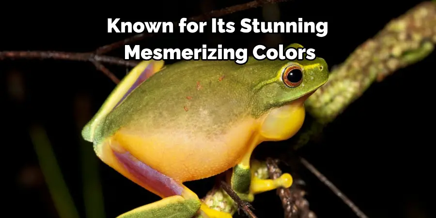  Known for Its Stunning
 Mesmerizing Colors