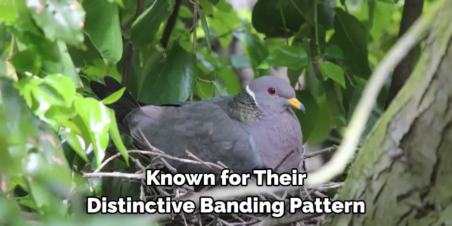 Known for Their 
Distinctive Banding Pattern 
