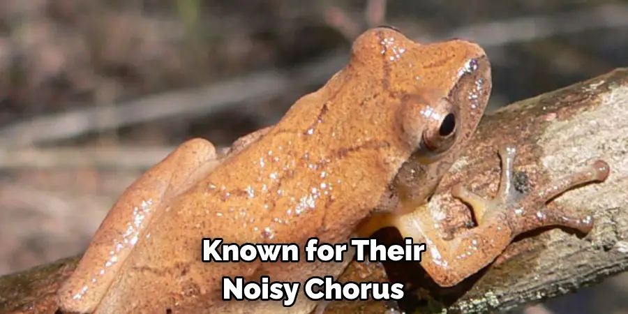 Known for Their Noisy Chorus