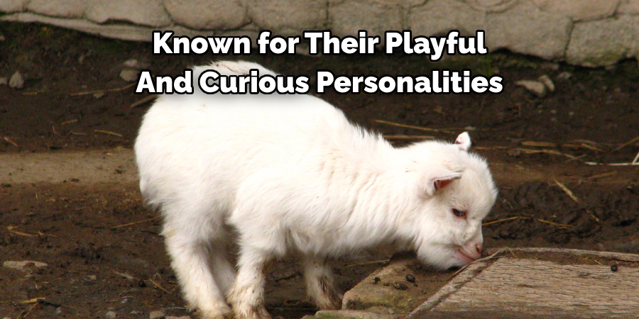 Known for Their Playful 
And Curious Personalities