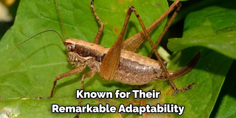 Known for Their 
Remarkable Adaptability