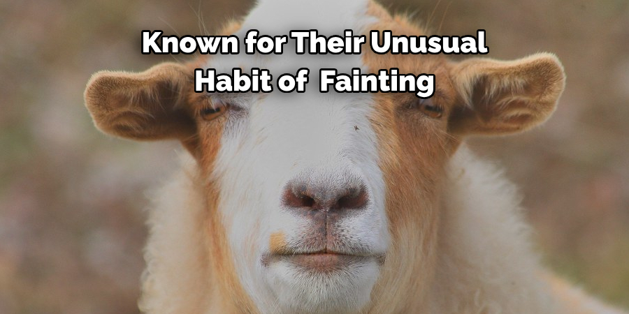 Known for Their Unusual 
Habit of "Fainting"