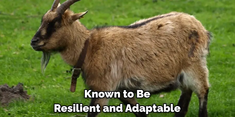 Known to Be
Resilient and Adaptable
