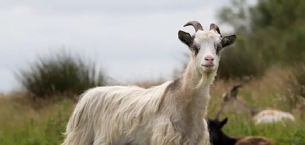 Landrace Goat Spiritual Meaning