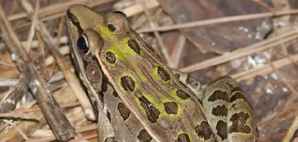 Leopard Frog Spiritual Meaning