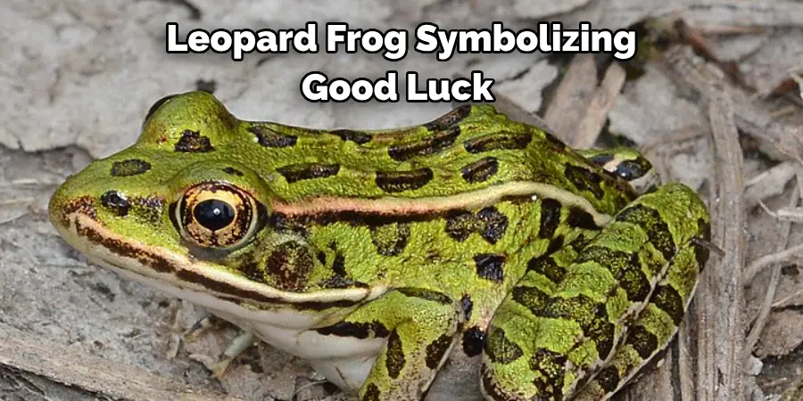 Leopard Frog Symbolizing 
Good Luck 