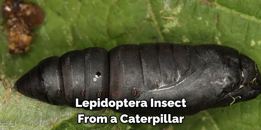 Lepidoptera Insect 
From a Caterpillar