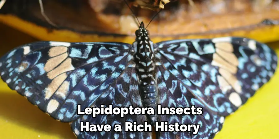 Lepidoptera Insects 
Have a Rich History