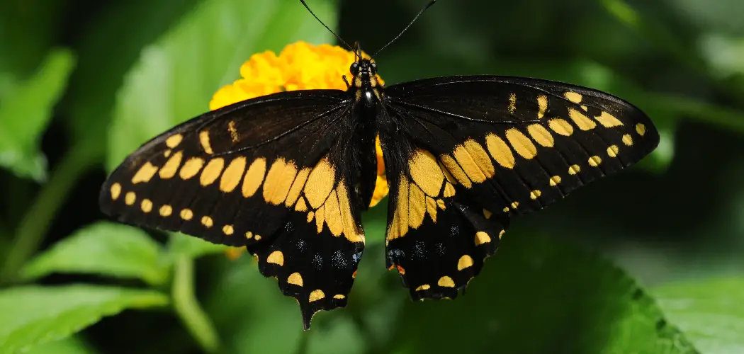 Lepidoptera Spiritual Meaning