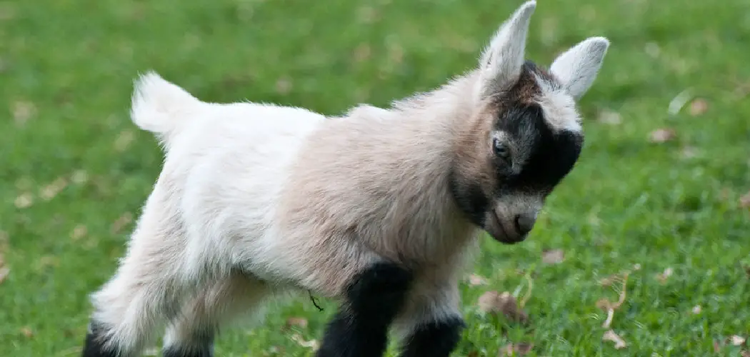 Miniature Goat Spiritual Meaning