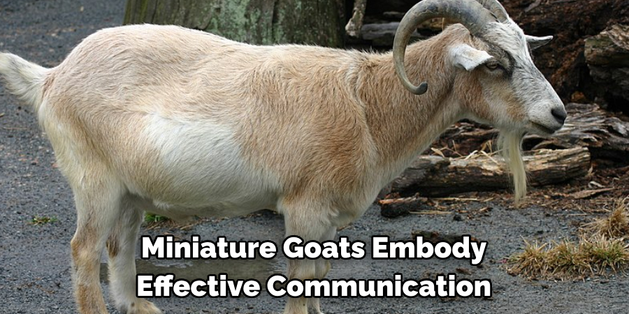 Miniature Goats Embody 
Effective Communication