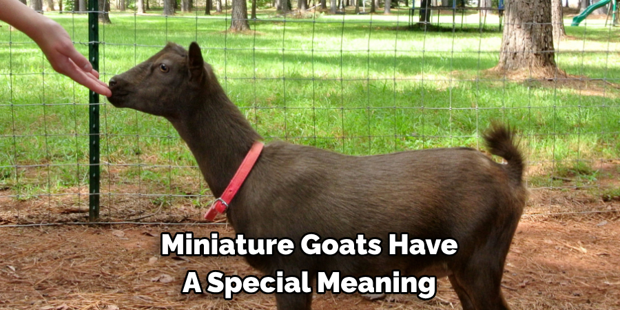 Miniature Goats Have 
A Special Meaning