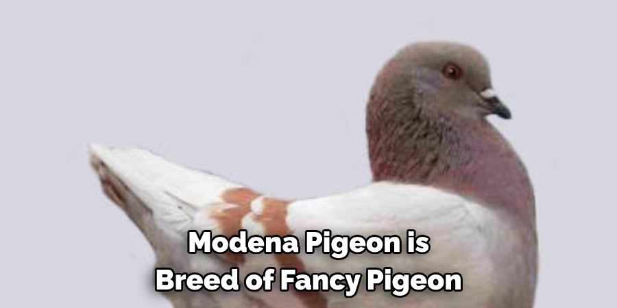 Modena Pigeon is a
Breed of Fancy Pigeon