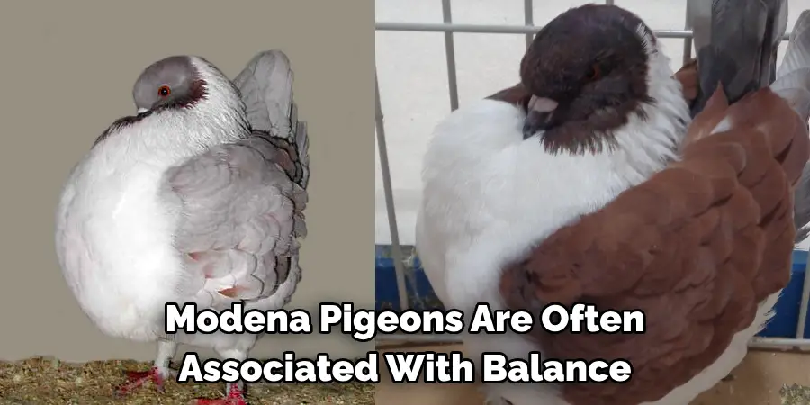 Modena Pigeons Are Often 
Associated With Balance