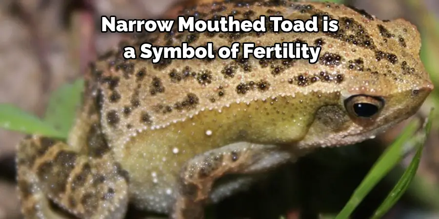 Narrow Mouthed Toad is
 a Symbol of Fertility