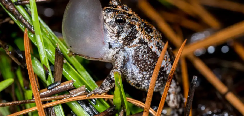 Oak Toad Spiritual Meaning