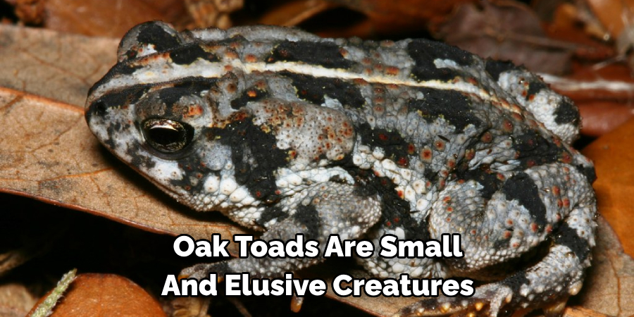 Oak Toads Are Small 
And Elusive Creatures
